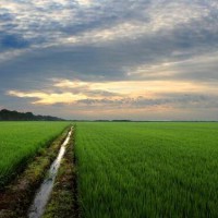 安徽省池州市贵池区1000亩水田寻求水稻种植示范合作 土地编号:180