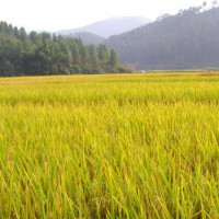 安徽省池州市东至县1007亩水田寻求水稻种植示范合作 土地编号:181