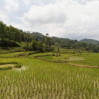 安徽省池州市东至县107亩水田寻求水稻种植示范合作 土地编号:183