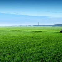 安徽省安庆市迎江区509亩水田寻求水稻种植示范合作 土地编号:187