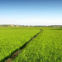 安徽省安庆市望江县420亩水田寻求水稻种植示范合作 土地编号:188