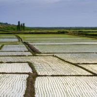 安徽省安庆市望江县1200亩水田寻求水稻种植示范合作 土地编号:191