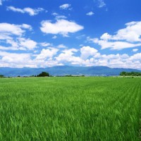 安徽省安庆市桐城市626亩水田寻求水稻种植示范合作 土地编号:195