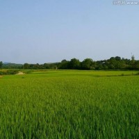 安徽省安庆潜山县2100亩水田寻求水稻种植示范合作 土地编号:202