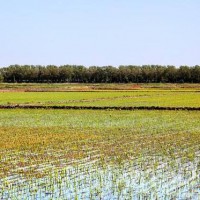 安徽省安庆潜山县2400亩水田寻求水稻示范种植合作 土地编号:204