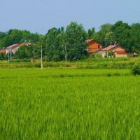 安徽省安庆潜山县1049亩水田寻求水稻种植示范合作 土地编号:205