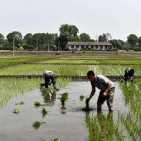 安徽省安庆潜山县1006亩水田寻求水稻示范种植合作 土地编号:206