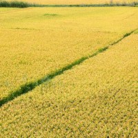 安徽省安庆潜山县1024亩水田寻求水稻示范种植合作 土地编号:207