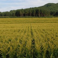 安徽省安庆市大观区50亩水田寻求水稻种植示范合作 土地编号:220