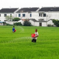 安徽省黄山市黄山区42亩水田寻求水稻种植示范合作 土地编号:229