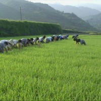 湖南永州祁阳县肖家镇200亩水田可做示范田 土地编号:236