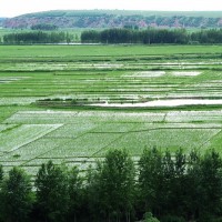 湖南常德临澧县望城乡3000亩水田可做示范田 土地编号:243