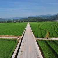 云南楚雄875亩旱田提供玉米示范合作 土地编号:255